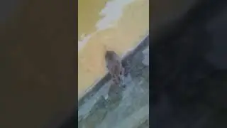Спасти мышонка