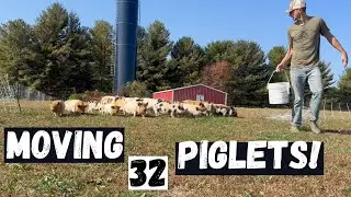 Kunekune Piglets Move To New Pasture!