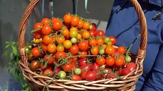 Усадьба: «Секреты садоводства с Мариной Рыкалиной»