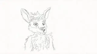 Kangaroo animation test