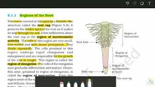 Regions of the Root|| Part-3 ||Morphology of flowering plant
