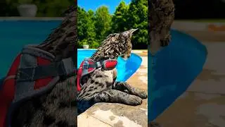F1 Savannah Cat loves swimming😻