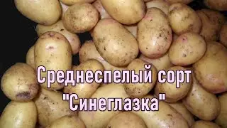 Картошка Купить. Картошка Посадка