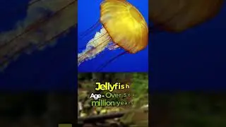 Oldest Living Spieces On the Earth