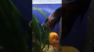 БОБИКИ ЖИРУЮТ 😜😜😜