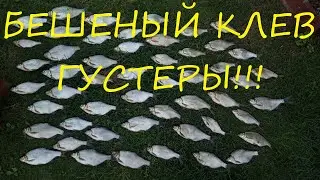 Бешеный клев густеры на понтонах!!!