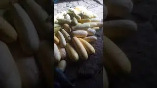 Супер -  урожай кабачков 2021!!!