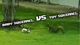 BABY SQUIRREL vs TOY SQUIRREL