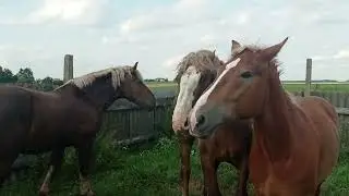 Жеребец догнал кульгавую кобылу
