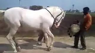 Komik at dansı
