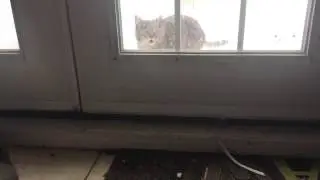 Sad Stray Turned Away by Serval Part 2