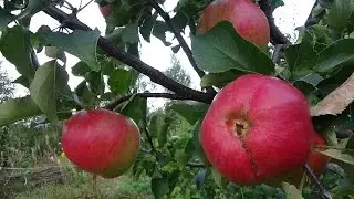Один из вариантов использования упавших яблок.