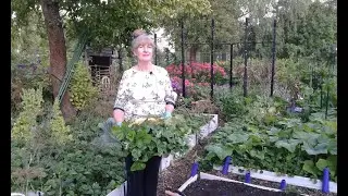 Strawberries, planting, method of cleaning young potatoes.