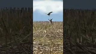 Shocking rabbit and eagle having a hilarious scuffle battle argument