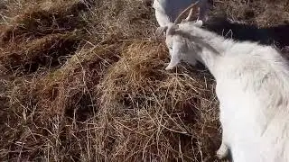 Дела сенные...
