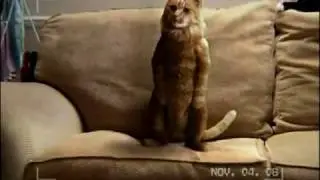 Dancing Cat Advert