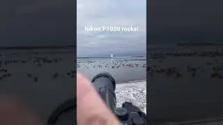 Snowy owl + Nikon p1000 zoom 