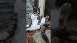 Хозяин на районе!#юмор #cat #shorts