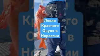 Ловля Красного Окуня в Норвегии. Рыбалка на островах