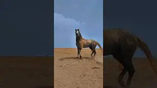 #лошади