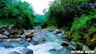 Relaxing Flowing Water & Soothing Forest Birds Sounds | Perfect for Meditation, Studying & Sleep
