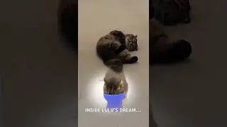 Crazy Cat LuLu Won’t Stop Eating Even in His Dreams