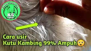Cara Basmi Kutu Kambing Agar kambing tidak kurus || Ternak Kambing