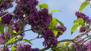 STOCK VIDEO: Blue Sky, Pink Flowers - Filming in 4K | REF: 157166460 | POND5 EXCLUSIVE