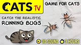 GAME FOR CATS - Realistic bugs walking on screen [CATS TV] 3 hours of entertainment for cats