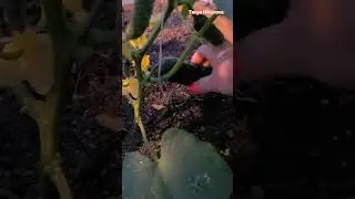 КАК ДОБИТЬСЯ БОЛЬШОГО УРОЖАЯ ОГУРЦОВ.
