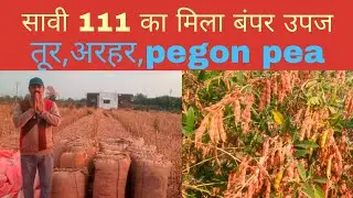सावी 111 का मिला बंपर उपज || ALL AGRICULTURAL ||