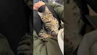 Kitten is lying obediently on my lap🤣 SD猫の夢島💗#shorts #かわいい #子猫の遊び
