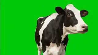 🐄 VFX Green Screen Cow – 2 Variations – FREE GREEN SCREEN