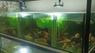 Первый нерест L 181сомов