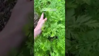 Факт о морковке🥕#морковка #корнеплод #семенаморковки #сад #огород #хобби #shorts