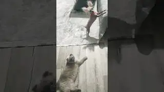 спрятать еду.. 😎😎#юмор #приколы#смешныеживотныеshorts#cat