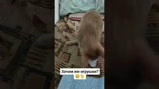 Зачем им игрушки?? #животные #кот #игрушки