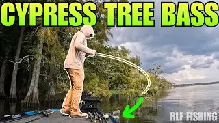Every Cypress Tree Held a Bass! (Chickahominy Pattern)