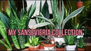 Difference between Sansevieria Metallica and Bantel's Sensation | My Sansevieria collection