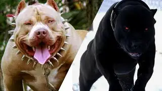 As 10 Raças De Cachorros Mais Perigosas Do Mundo