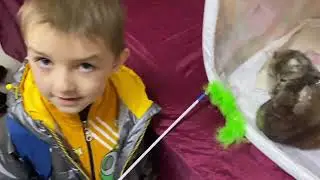 Рома на выставке кошек
