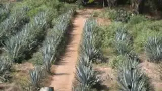 Los Osuna 100% Agave Azul Factory
