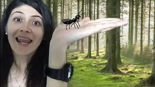 TEMA DEL DÍA Los Insectos