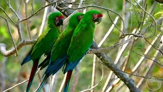 Guacamaya verde.