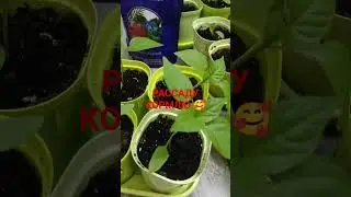 РАССАДУ КОРМЛЮ КОМПЛЕСОМ. ВЫ МОЖЕТЕ И ДРУГИЕ ИСПОЛЬЗОВАТЬ УДОБРЕНИЯ!