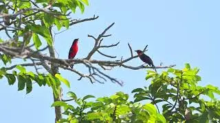 Yellow-crowned Gonolek (Laniarius barbarus) - E Killy (Gambia) 26-11-2024