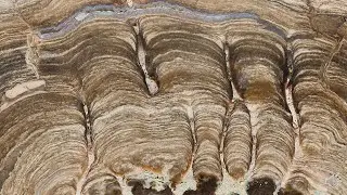 Stromatolites