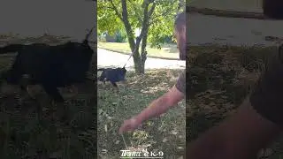 guard puppy training. Щенок немецкой овчарки. #dogtraining #puppydog #puppy #dog #dogs #shepherd