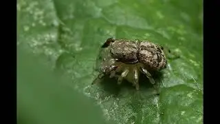 macro jumping spider oak [ballus chalybeius]