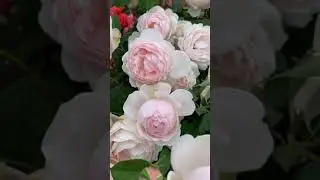 Роза Мадам фигаро